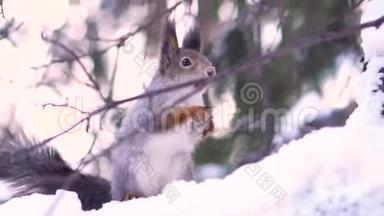 为了可爱的灰色松鼠，她在冬天的雪<strong>树</strong>枝上嘴里夹着<strong>一颗</strong>坚果。 松鼠坐在雪地上
